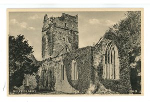 UK - Ireland, Killarney. Muckross Abbey