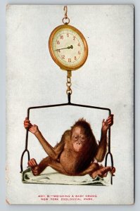 Baby Monkey  Bronx Zoo  New York   Postcard