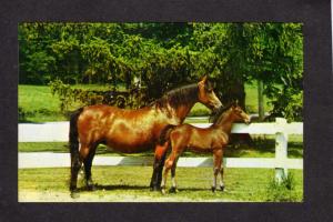 VT Morgan Mare UVM First, Univ Vermont Horse Farm, Weybridge Vermont Postcard