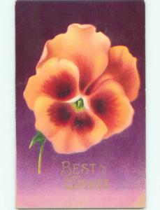 Divided-Back BEAUTIFUL FLOWERS SCENE Great Postcard AA3388