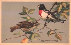 bird postcard: Rose-Breasted Grosbeak