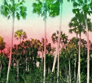 Palmetto Trees in Marion County Florida FL UNP 1910s Postcard Unused