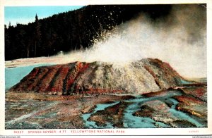 Yellowstone National Park Sponge Geyser Haynes Photo