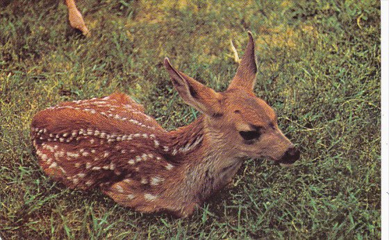 Mule Deer In British Columbia