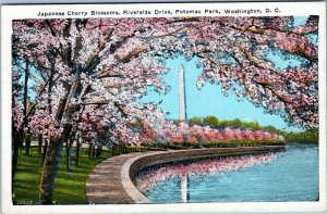 Japanese Cherry Blossoms, Riverside Drive, Potomac Park with Washington Monument