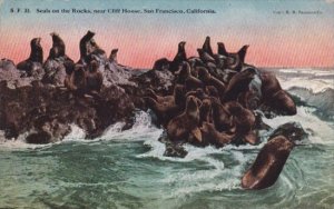 Seals On The Rocks Near Cliff House San Francisco California