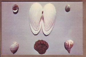 seashells postcard