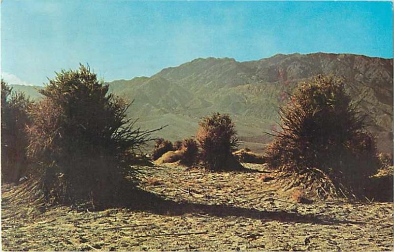 Devil's Cornfield, Death Valley National Monument, CA, California, 1981 Chrome