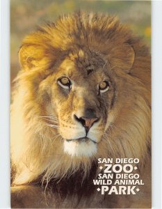 Postcard Lion, San Diego Zoo, San Diego Wild Animal Park, San Diego, California