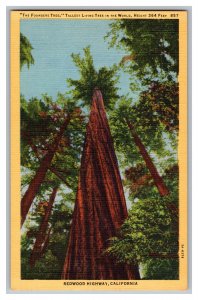 Postcard CA The Founders Tree Redwood Highway California 