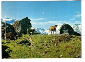 Bulls on Mountain, Piz Treoggia, Switzerland