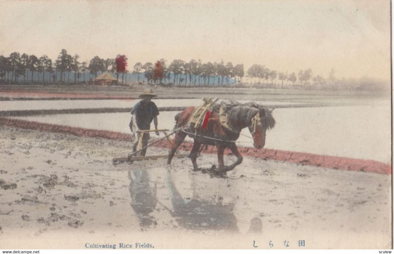 Cultivating Rice Fields, Japan, 1900-10s