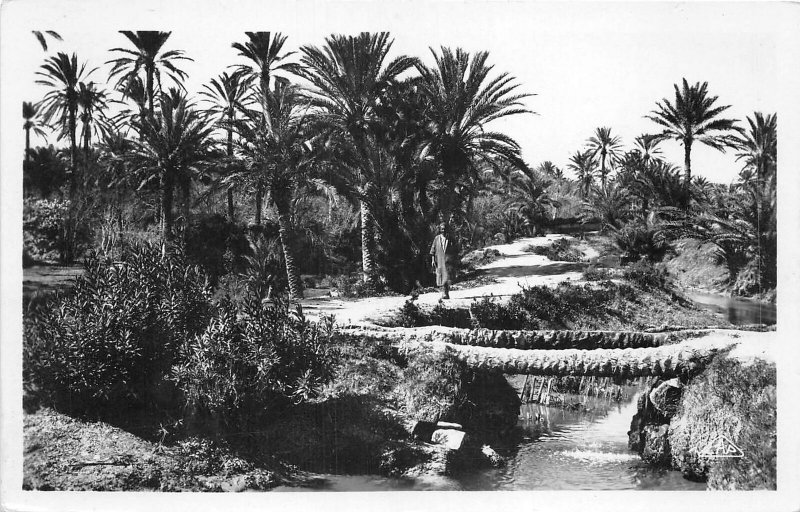 Lot121  gabes a bridge of palm trees tunisia africa real photo