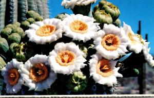 Saguaro Cactus Fowers Arizona State Flower 1980