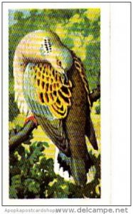 Brooke Bond Tea Trade Card Wild Birds In Britain No 20 Turtle Dove