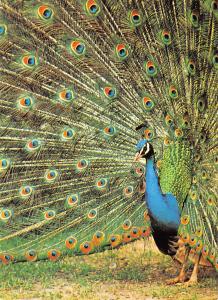 B98741 paon peacock vegelpark walsrode germany animaux animals