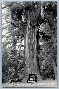 Redwood Highway CA Postcard RPPC Photo The Chandelier Tree At Underwood Park Car