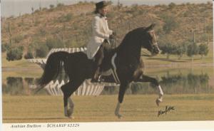 ARABIAN HORSE POSTCARD SCHARIF 1970s