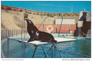 California Los Angeles Si The Politician Marineland Of The Pacific