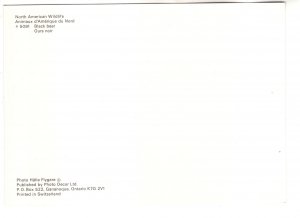 Black Bear, North American Wildlife