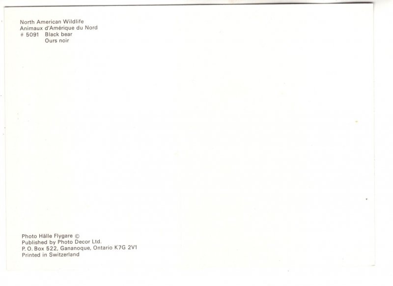 Black Bear, North American Wildlife