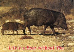 Javelina (Boar) in California