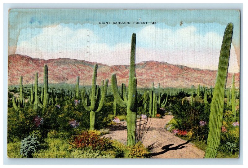 1943 Giant Cacutus or Sahuaro Forest, Bossom is State Flower of AZ Postcard 