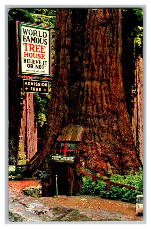 Postcard CA The Tree House Redwood Highway California 