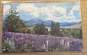 1963 USED POSTCARD - LUPINE BLOSSOMS, PRESIDENTIAL RANGE, WHITE MTNS., N.H.