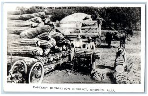 Brooks Alberta Canada RPPC Photo Postcard Eastern Irrigation District Corn c1910