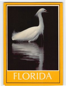 Postcard Great Egret, Everglades, Florida