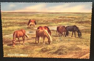 Postcard Unused but w/Writing On back Dartmoor Ponies England LB