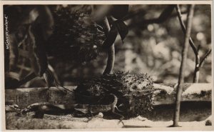 PC MALAYSIA, DURIAN BELANDA, Vintage REAL PHOTO Postcard (b44218)