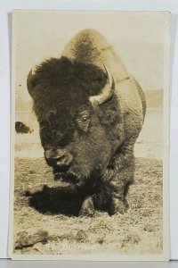 RPPC Large THE BEAUTIFUL BUFFALO Vancouver BC Real Photo Postcard K3