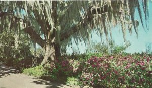 Legendary Spanish Moss Colorful Azaleas FL Florida Vintage Postcard