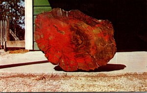 South Dakota Timber Of Ages Petrified Forest Slab Of Polishe Petrified Wood 1958