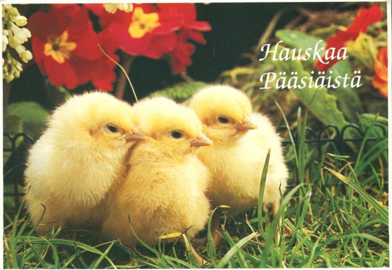 Baby Chickens Hauskaa Paasiaista - Happy Easter Greetings from Finland - pm 1996