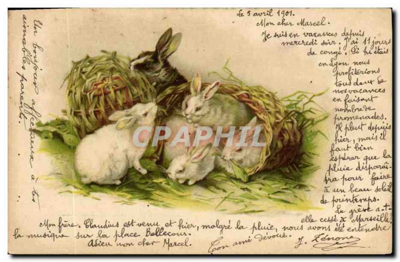 Old Postcard Bunny Rabbits