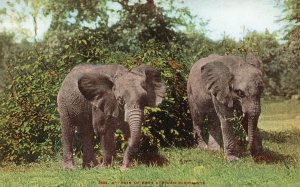 Vintage Postcard 1910s Pair of East African Elephant New York Zoological Park NY