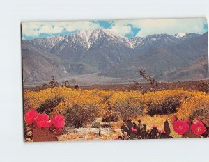 Postcard Desert Wild Flowers, Shield's Date Gardens, Indio, California