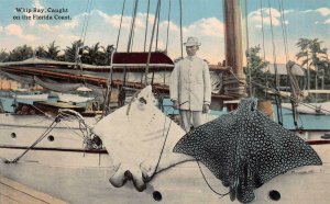 WHIP RAY CAUGHT ON THE FLORIDA COAST FISHING POSTCARD (c. 1910)