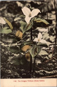 Floral, The Oregon Trillium, Wake Robin Vintage Postcard V46
