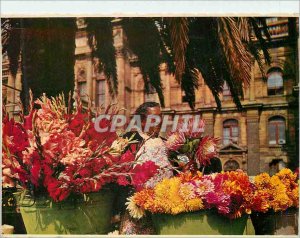 Modern Postcard Cape Town South Africa Bargain in Color A Flower Seller on th...