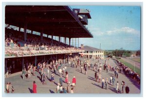 Derby Lane Greyhound Racing Sports St. Petersburg Florida FL Vintage Postcard