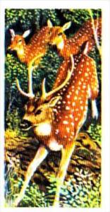 Brooke Bond Trade Card Asian Wildlife No 38 Chital