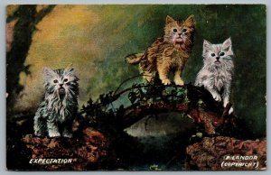 Postcard c1909 Artist Signed E. Landor Three Cats Study Art Expectation