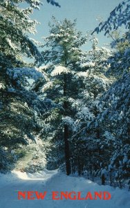 Winter Road Pines Laden Fresh Fallen Snow Typical Scene New England, Postcard