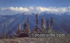 Olympic Mountains - Timber Line, Washington WA Postcard