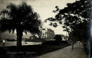 singapore, SINGAPORE, Connaught Drive, Palm Tree (1910s) RPPC Postcard