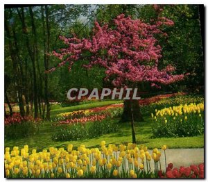 Modern Postcard Keukenhof Lisse Holland